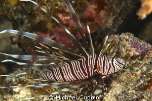 The Invasive Lion Fish by Michael Cupolo 